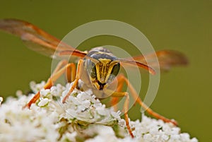 Portrait of a wasp on a flower