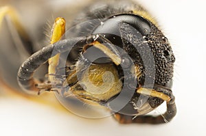 Portrait of a wasp head