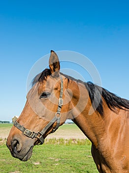 Portrait of a watchful brown horse in the meadow