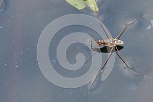 Portrait of a Water Strider