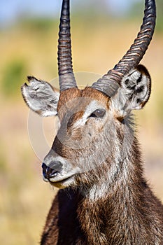 Portrait Waterbuck Antelope in grassland