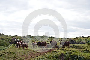 Portrait Of A Watusi Herd In The Natural Park Of Cabarceno Old Mine For Iron Extraction. August 25, 2013. Cabarceno, Cantabria.