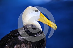 Portrait of Waved albatross on Espanola Island, Galapagos National park, Ecuador