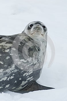 Portrait of a Weddell seal lying on its side on ice