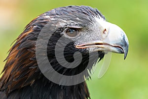 Portrait of Wedge-tailed Eagle