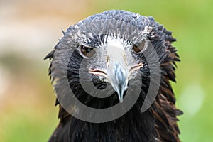 Portrait of Wedge-tailed Eagle