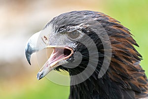 Portrait of Wedge-tailed Eagle