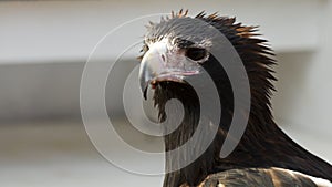 Portrait of a wedge-tailed eagle