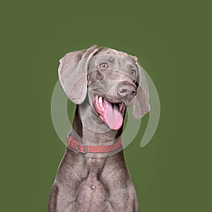 Portrait of weimaraner dog