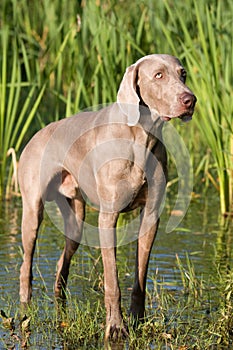 Portrait of weimaraner dog