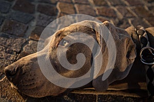 Portrait of weimaraner dog head