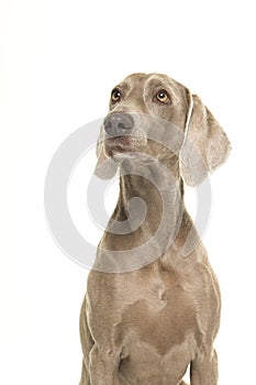 Portrait of a weimaraner dog seen from the side looking up
