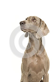 Portrait of a weimaraner dog seen from the side looking up