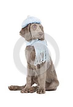 Portrait of Weimaraner dog wearing a hat and scarf