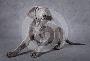 Portrait of Weimaraner puppy