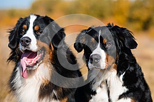 Portrait of well-groomed dogs, Berner Sennenhund breed, against the background of an autumn yellowing forest