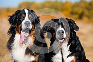 Portrait of well-groomed dogs, Berner Sennenhund breed, against the background of an autumn yellowing forest
