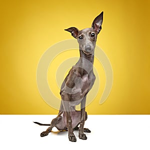 Portrait with well-groomed Italian greyhound with brown fur posing with kind face isolated over white studio background