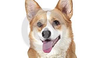 Portrait of Welsh corgi Pembroke dog