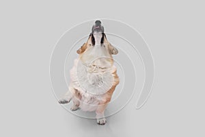 Portrait welsh corgi pembroke dog trick looking up and high five. Isolated on grey background