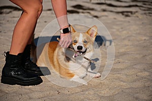 Portrait of welsh corgi pembroke puppy playing with branch on the beach