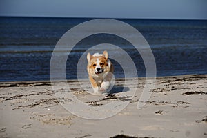 Portrait of welsh corgi pembroke puppy running on the beach