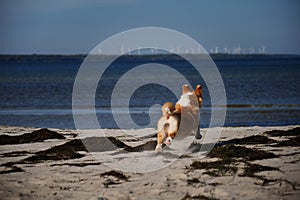 Portrait of welsh corgi pembroke puppy running on the beach