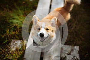 Portrait of welsh corgi pembroke puppy walking on the bog