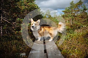 Portrait of welsh corgi pembroke puppy walking on the bog