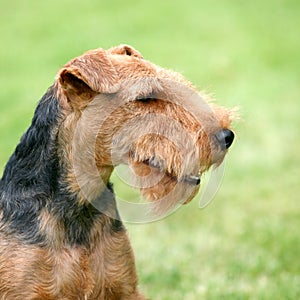 Portrait of Welsh Terrier