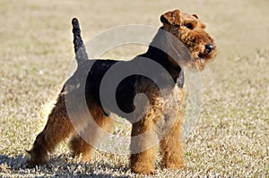 Portrait Welsh Terrier puppy dog photo