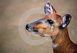 The portrait of West African Sitatunga young female