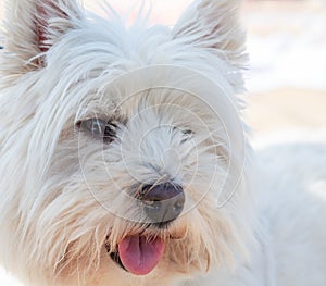 Portrait of a west highland terrier