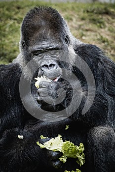 Portrait of western lowland gorilla