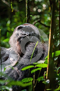Portrait of a western lowland gorilla