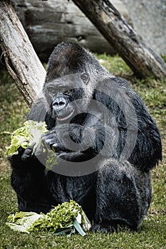 Portrait of a western lowland gorilla eating