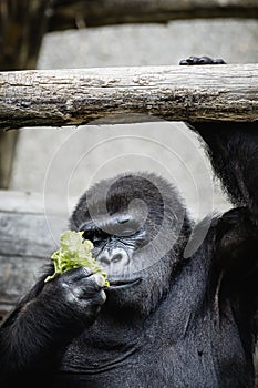 Portrait of a western lowland gorilla eating