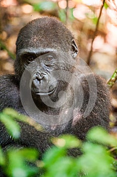 Portrait of a western lowland gorilla (Gorilla gorilla gorilla) close up at a short distance in a native habitat. photo