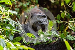Portrait of a western lowland gorilla (Gorilla gorilla gorilla) close up at a short distance. Silverback - adult male of a gorilla