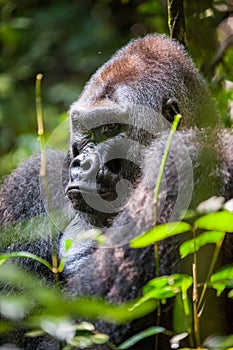 Portrait of a western lowland gorilla (Gorilla gorilla gorilla) close up at a short distance. Silverback - adult male of a gorilla