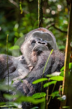 Portrait of a western lowland gorilla (Gorilla gorilla gorilla) close up at a short distance. Silverback - adult male of a gorilla