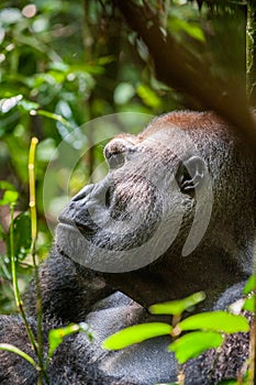 Portrait of a western lowland gorilla (Gorilla gorilla gorilla) close up at a short distance. Silverback - adult male of a gorilla