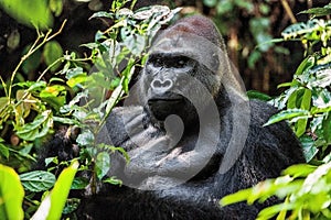 Portrait of a western lowland gorilla (Gorilla gorilla gorilla) close up at a short distance. Silverback - adult male of a gorilla