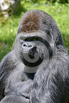 Portrait western lowland gorilla