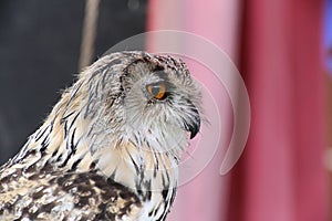 Portrait of western Siberian eagle-owl (Bubo bubo sibiricus)