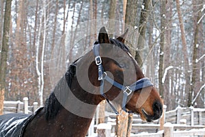 Portrait of a Westphalian bay mare head in a blue halter against a background of snow-covered trees