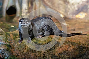 Portrait wet Asian short clawed clawless otter, Amblonyx cinerea, wildlife group, lutra,