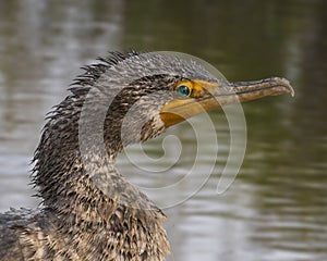 Portrait of a Wet Cormorant