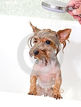 Portrait of wet dog Yorkshire Terrier in the bathroom in the beauty salon for dogs