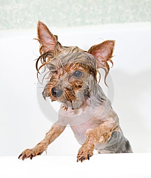 Portrait of wet dog Yorkshire Terrier in the bathroom in the beauty salon for dogs